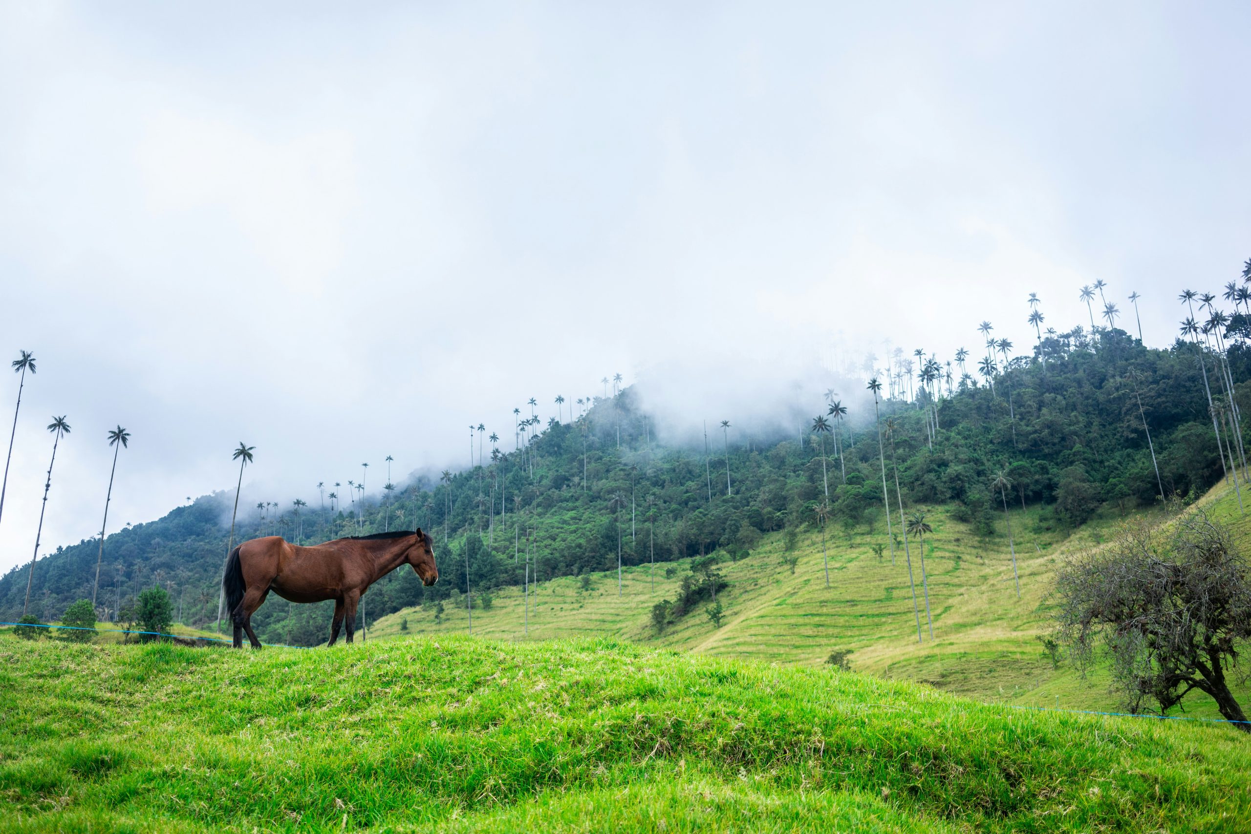 Coffee Region Mountains